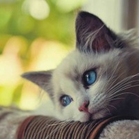 Isabela Aquino's avatar